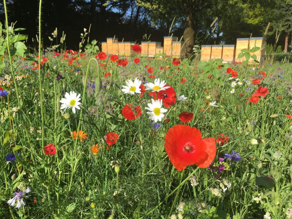 Bienenweiden überzeugen mit einer großen Pflanzenvielfalt