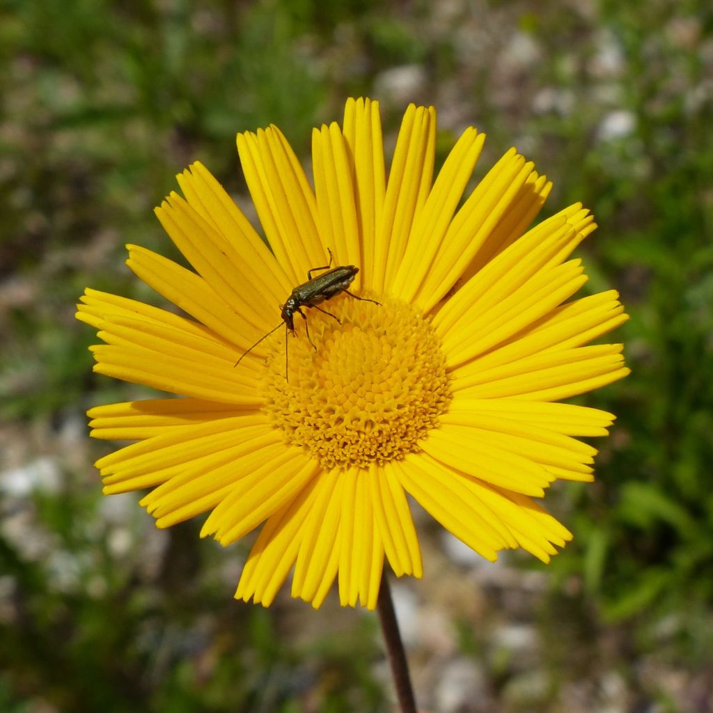 Weidenblättriges Ochsenauge