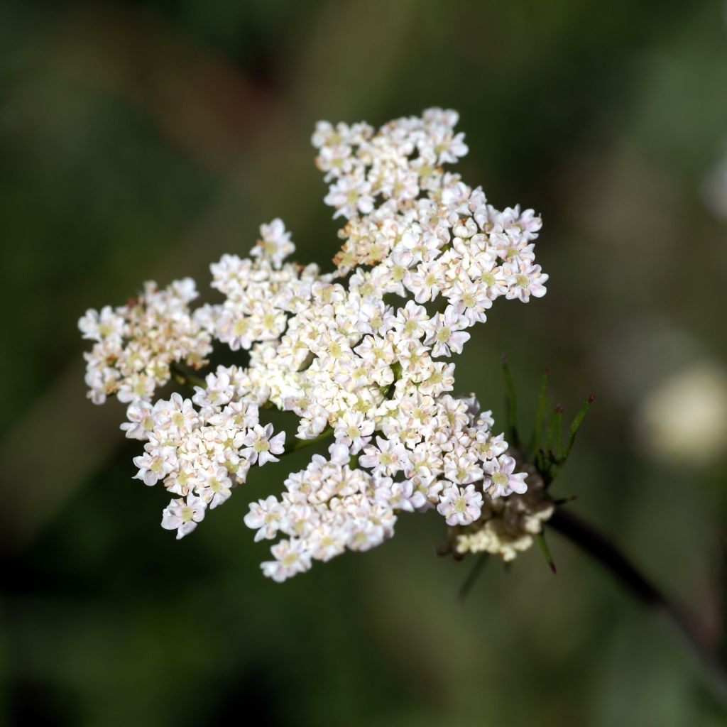 Wiesen-Kümmel