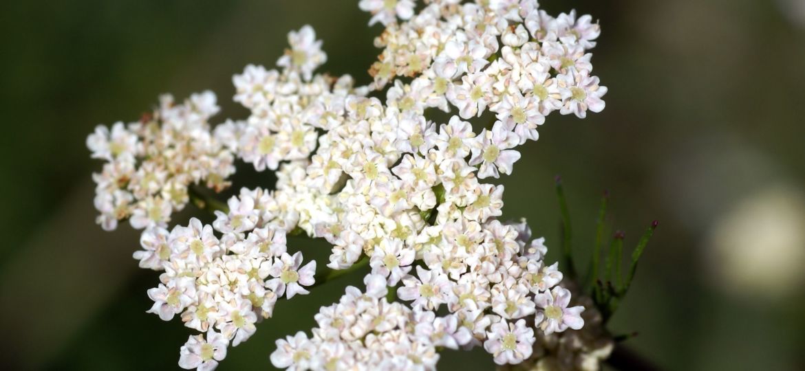 WIESENKÜMMEL