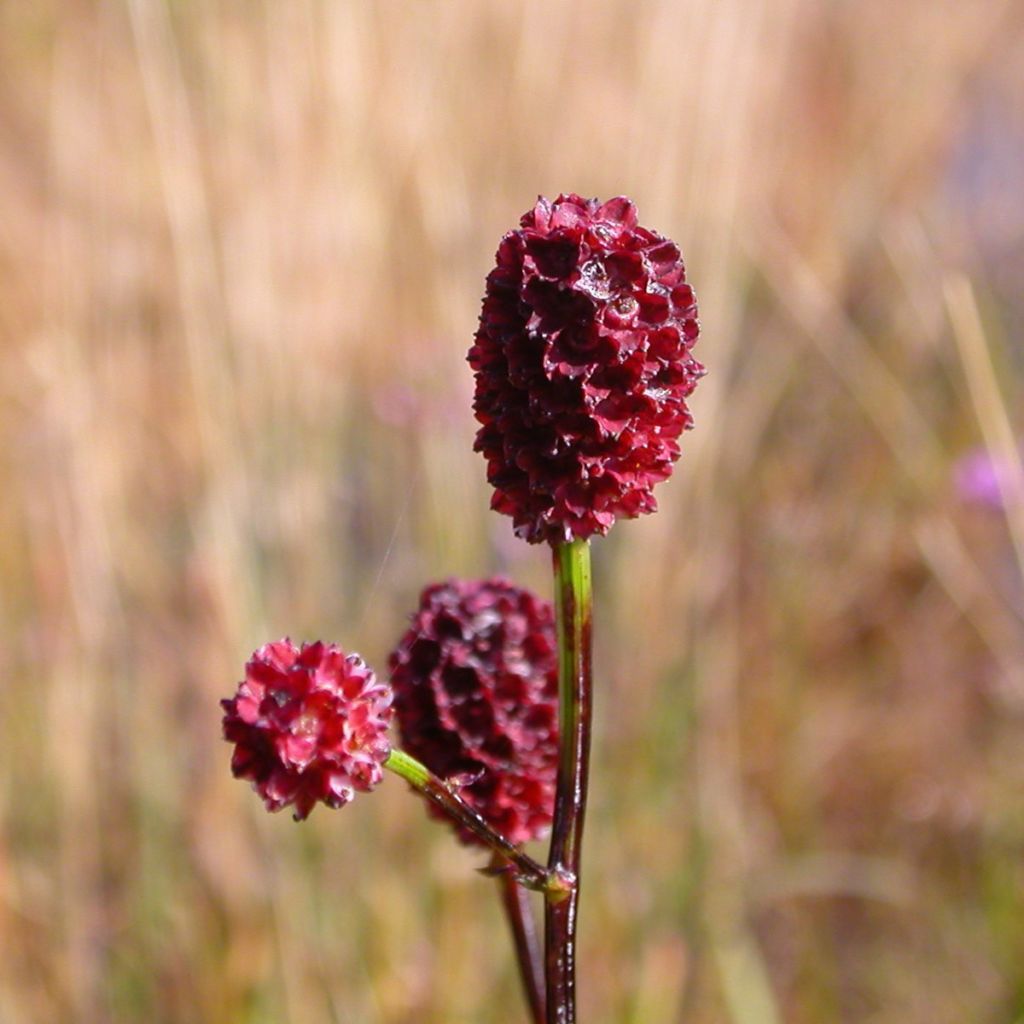 Wiesenknopf