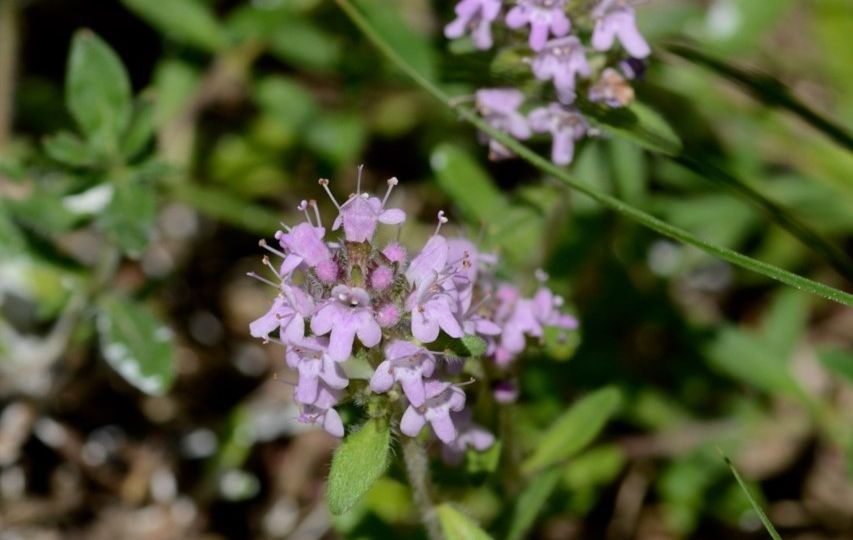 STEPPENTHYMIAN