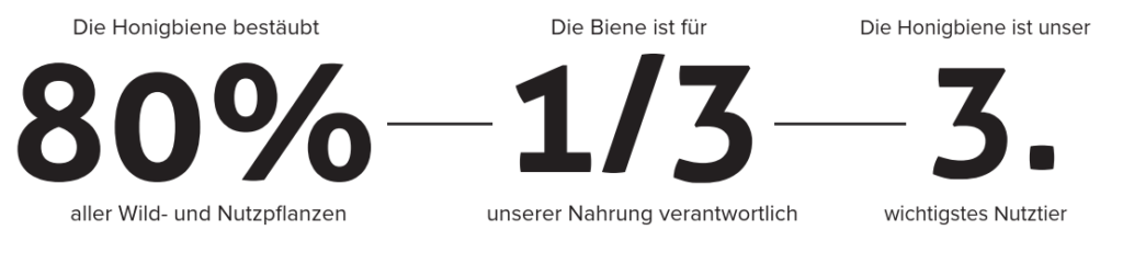 Die Honigbiene bestäubt 80% aller Wild- und Nutzpflanzen