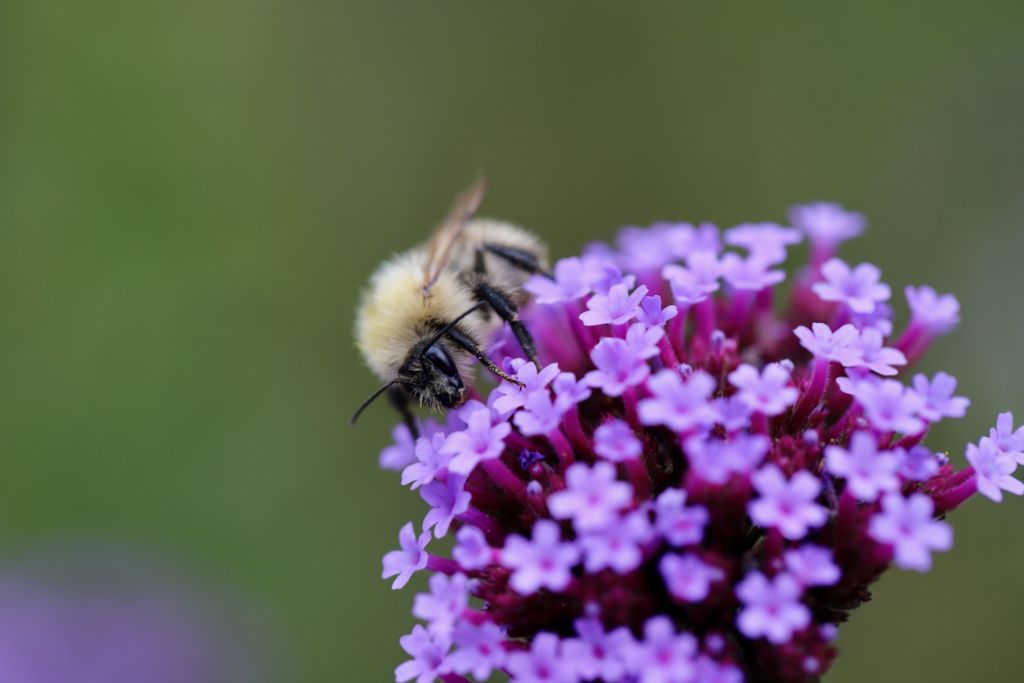 Frühlingspelzbiene Antophora Plumipes; Gartentipps für Wildbienen 