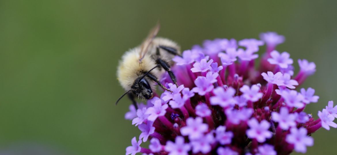 fur-bee-6684650-Antophora-Plumipes-Fruehlingspelzbiene