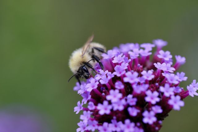 fur-bee-6684650-Antophora-Plumipes-Fruehlingspelzbiene