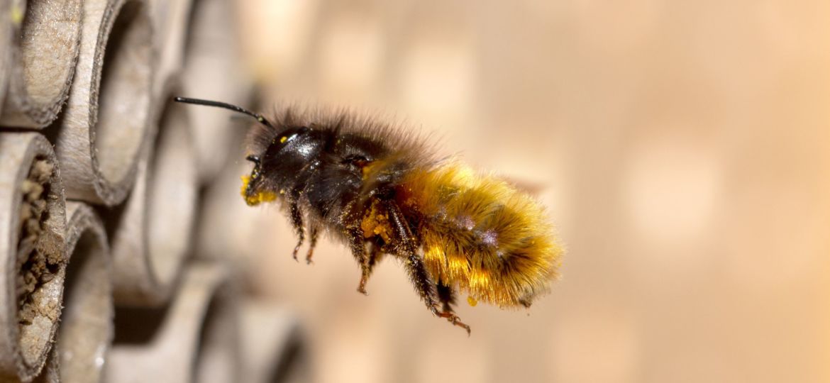 wild-bee-5098602
