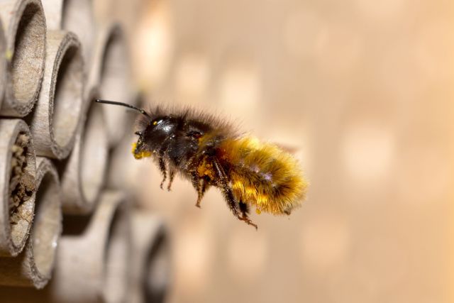 wild-bee-5098602