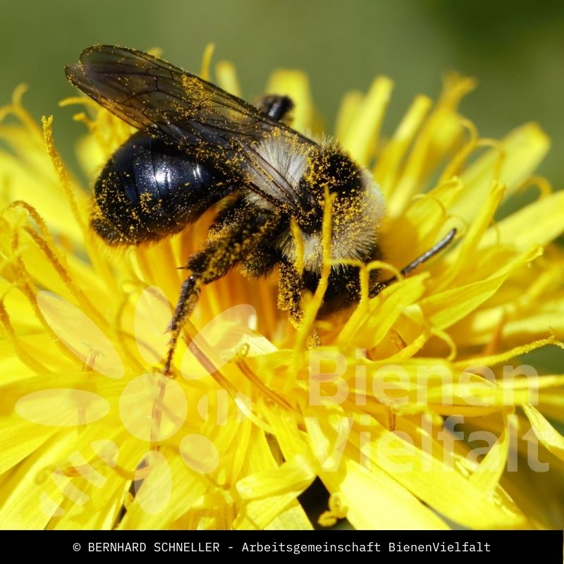 Grauschwarze Düstersandbiene