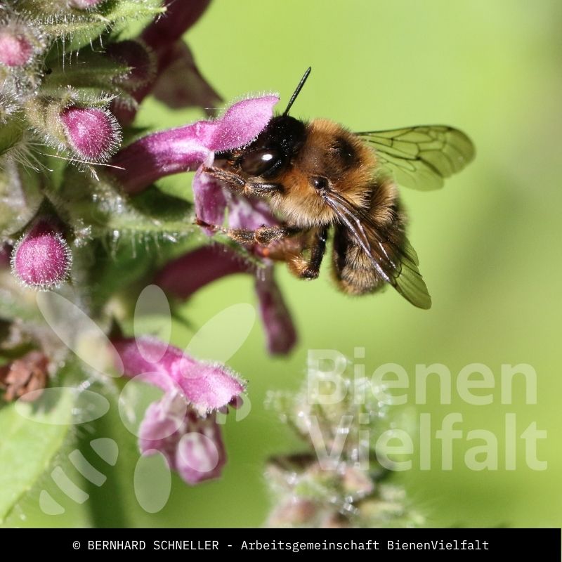 Wald-Pelzbiene