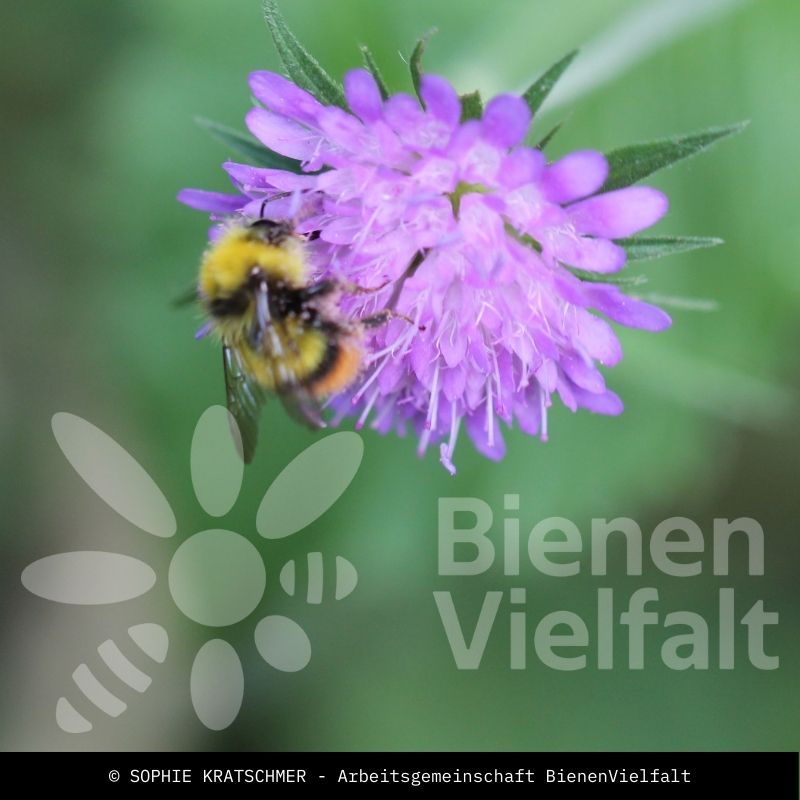 Wiesenhummel