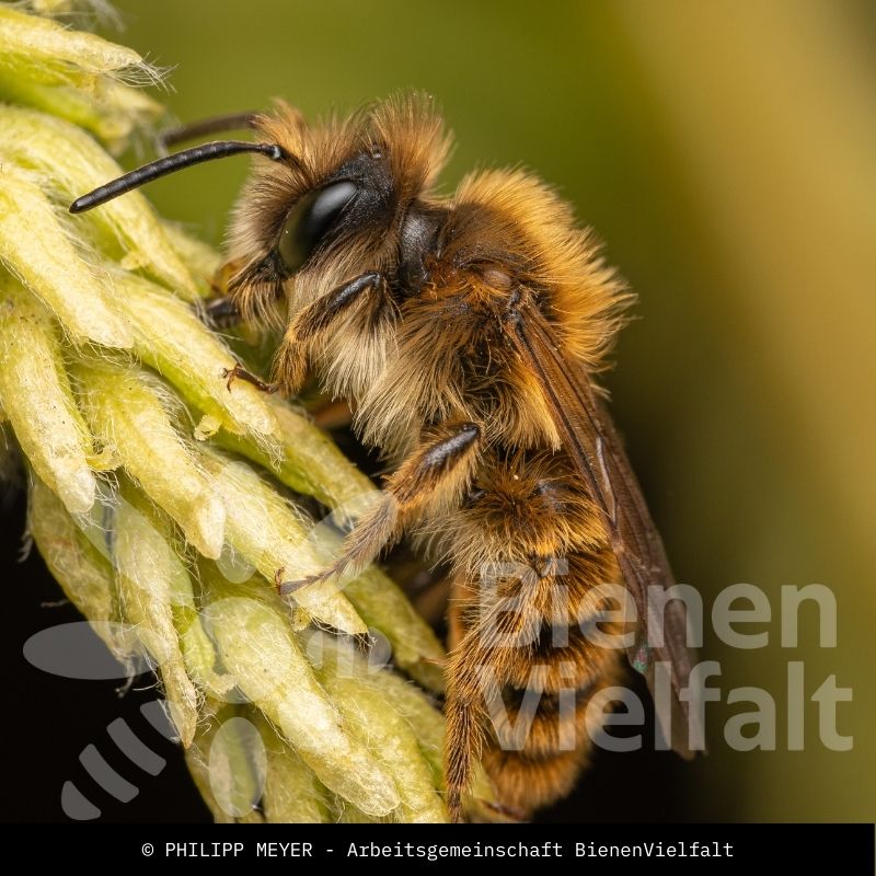 Löwenzahn-Dörnchensandbiene