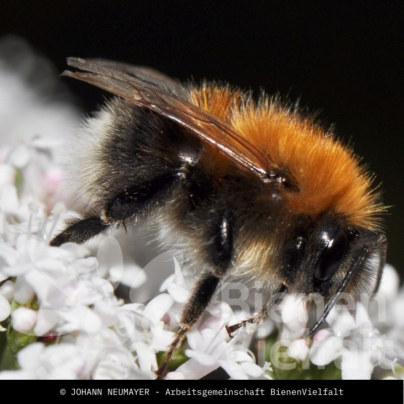 Baumhummel