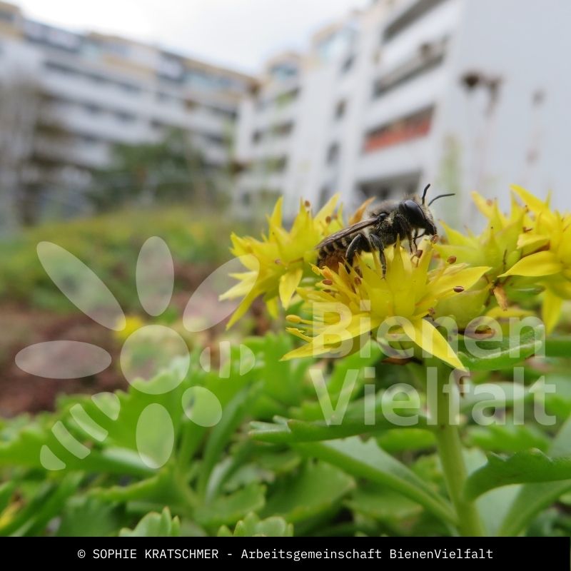 Garten-Blattschneiderbiene