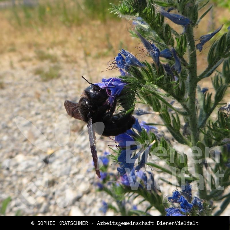 Blauschwarze Holzbiene