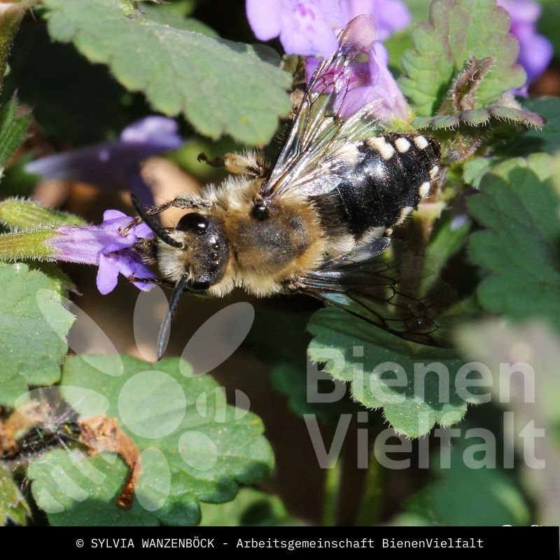 Gewöhnliche Trauerbiene