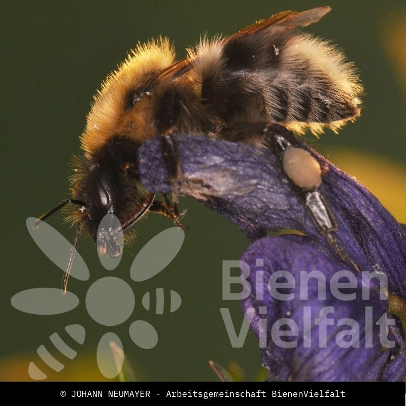 Eisenhut-Hummel