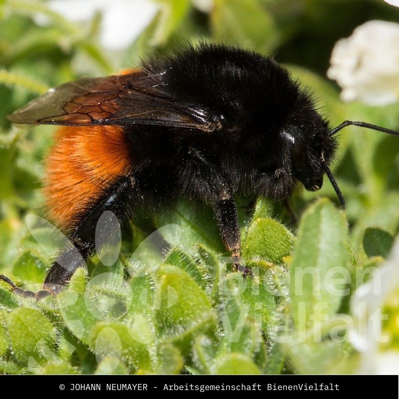 Alpenhummel