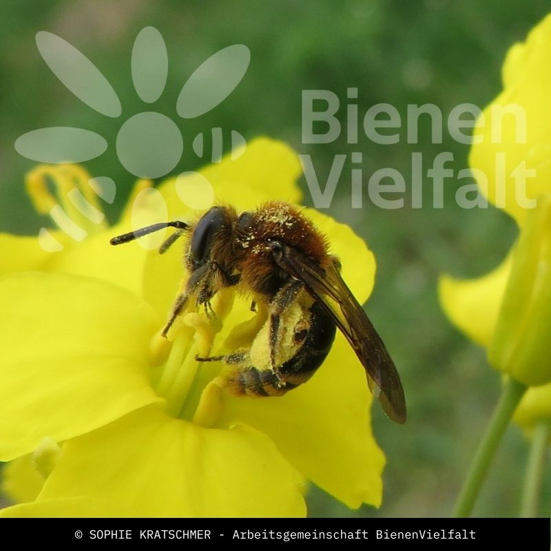 Zweizellige Sandbiene