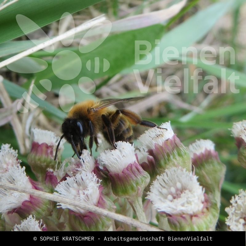 Erzfarbene Düstersandbiene