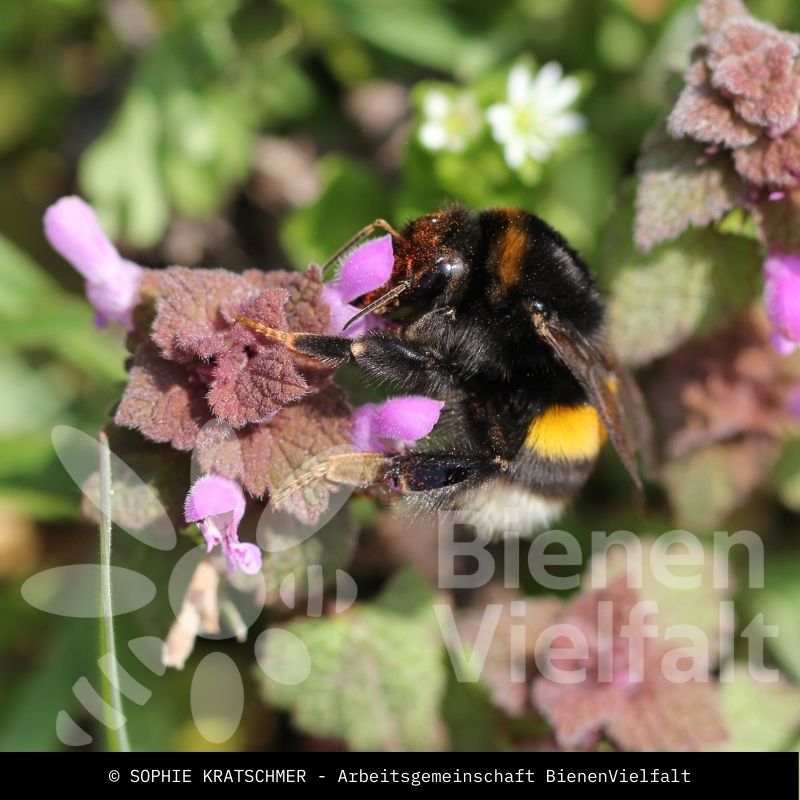 Dunkle Erdhummel