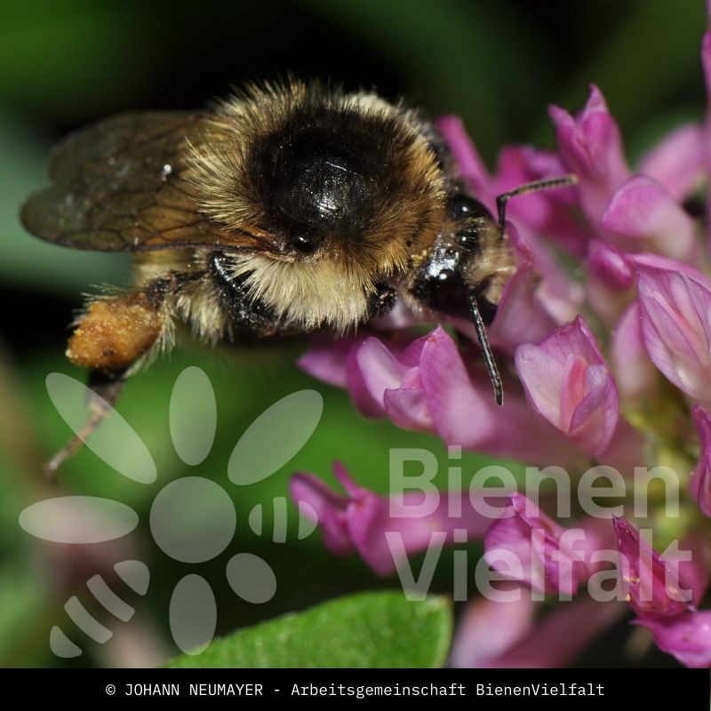 Veränderliche Hummel