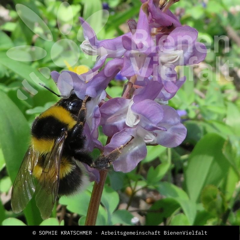 Gartenhummel