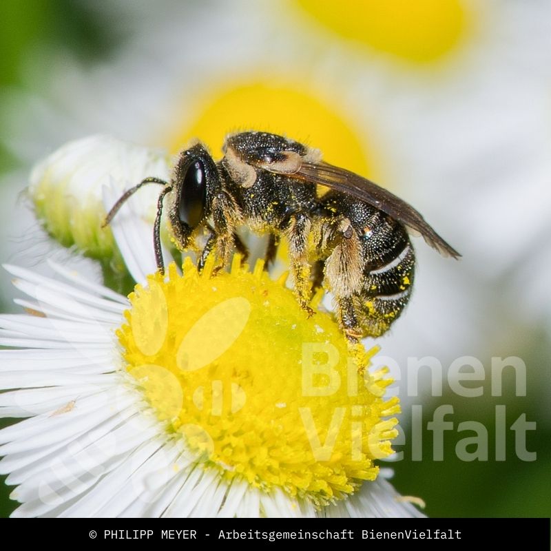 Schmallappige Schienenbiene