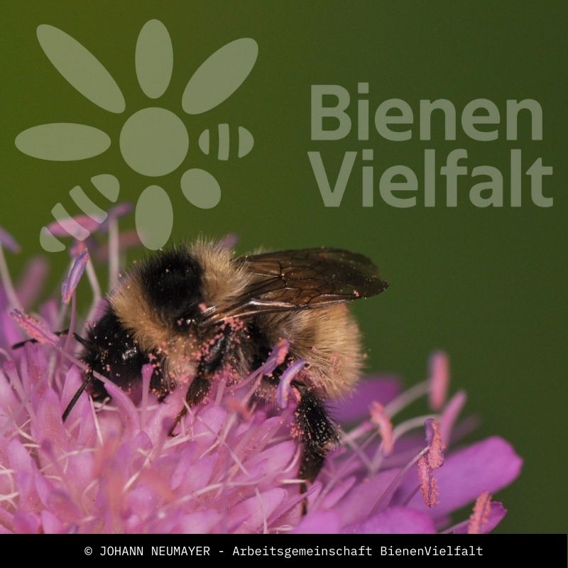 Grauweiße Hummel