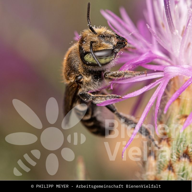 Fächerfüßige Blattschneiderbiene