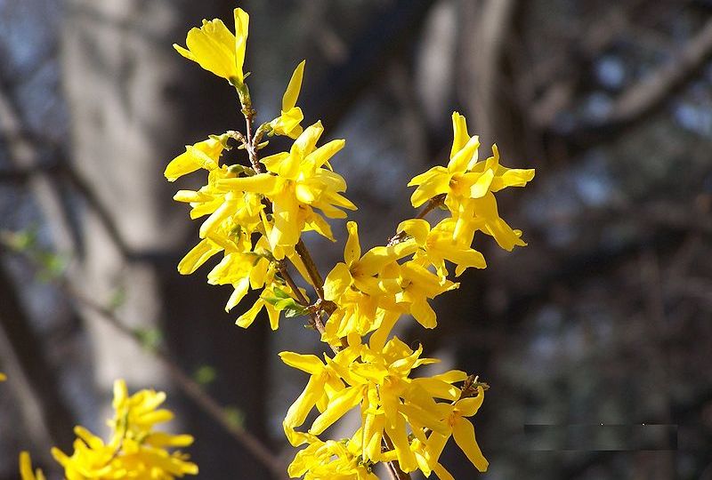 Die Forsythie bietet Bienen weder Nektar noch Pollen.